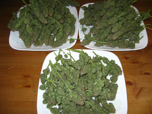 A Sirius cannabis harvest - Some of my last aurora indica harvest.