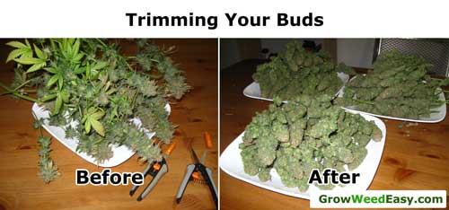 The effects of trimming your buds