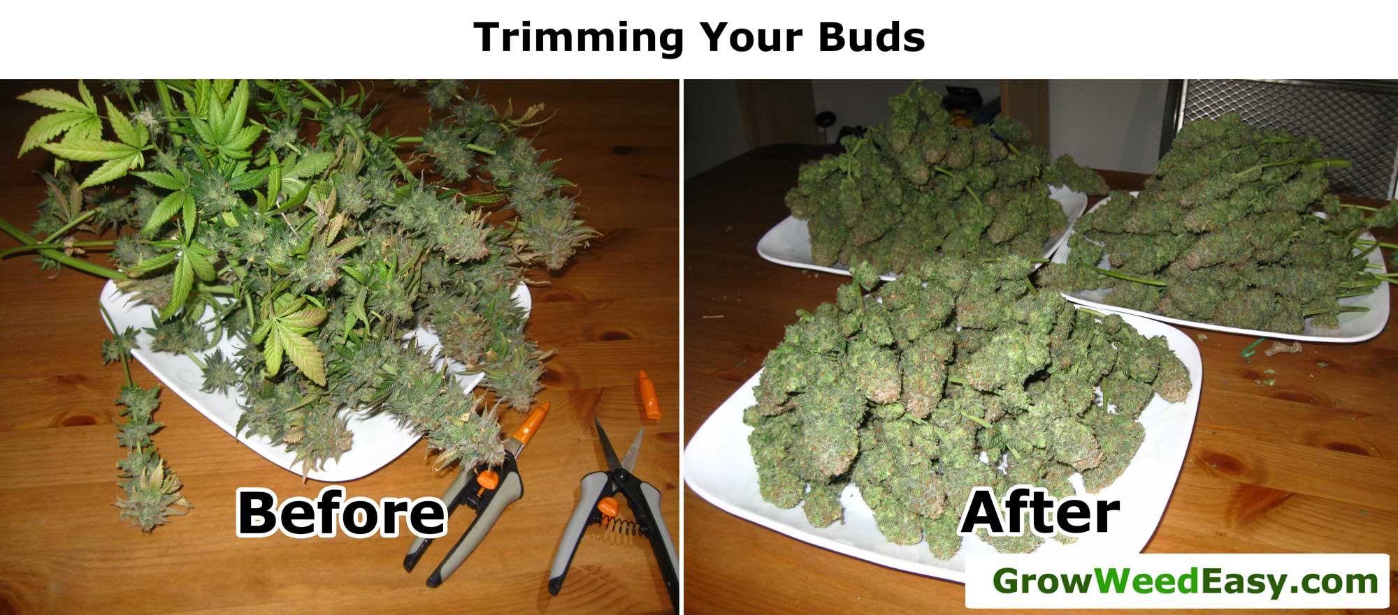 buds marijuana drying cannabis trim before curing leaves trimming cure grow weed dry much growweedeasy cut temperature leafy harvested growing
