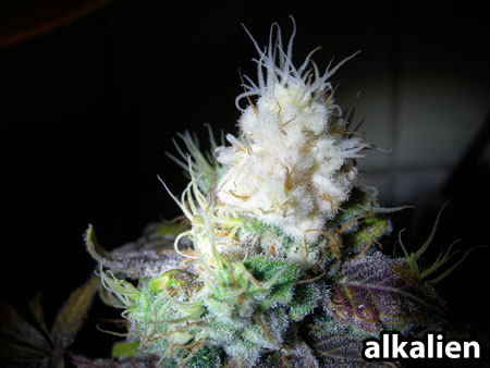 White or "albino" cannabis buds are actually just regular buds that have been bleached by too much light