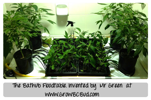 The Bathtub Floodtable. Invented by Mr Green at www.GrowBCBud.com