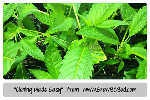 "Cloning Made Easy" tutorial by Mr Green from www.GrowBCBud.com