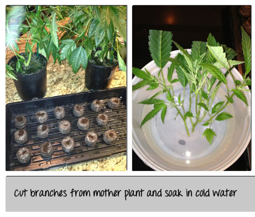 Cut branches from mother plant and soak in cold water