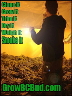 Clone it, grow it, trim it, dry it, weigh it, smoke it - GrowBCBud.com