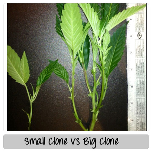 Small cannabis clone vs a big clone