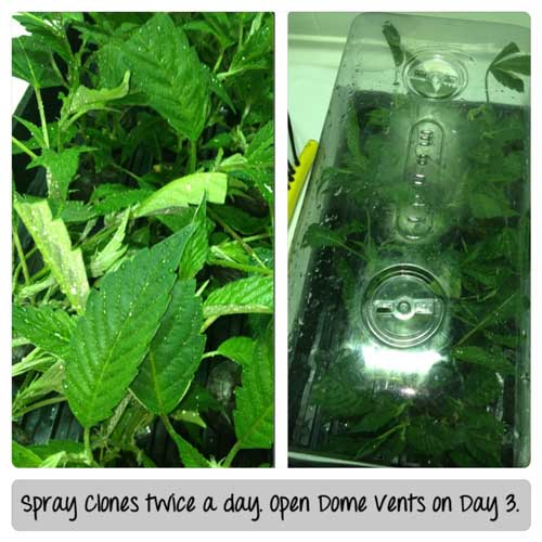Spray clones twice a day. Open dome vents on Day 3.