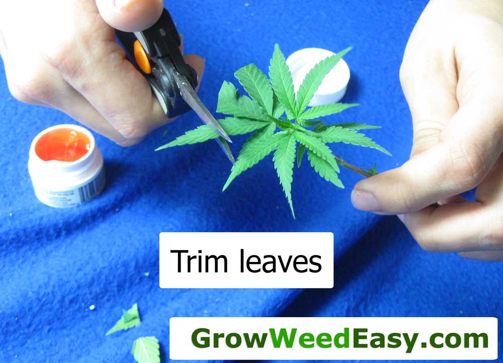 how to clone a marijuana plant step by step