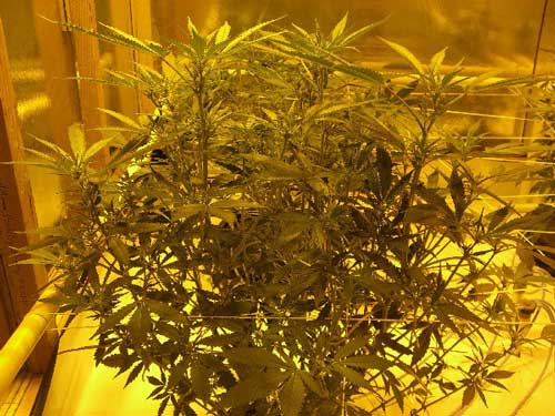 2-weeks-into-12-12-flowering-before-sm.jpg