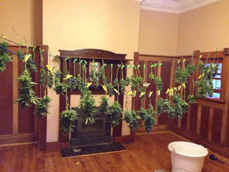 Indoor marijuana drying trophy pic