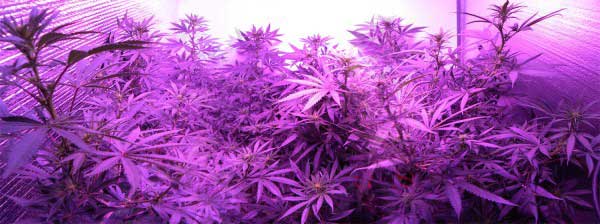 Cannabis plants growing under a powerful LED grow light