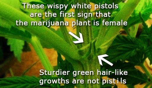 Identify female marijuana plants by wispy white hairs