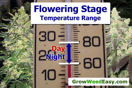Flowering stage - optimal temperature range diagram