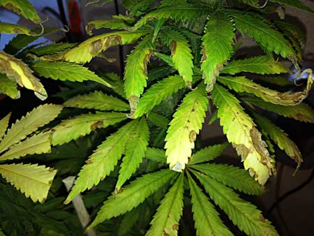 Leaf damage caused by fungus gnats and overwatering