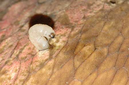 Fungus gnat larva are microscopically small
