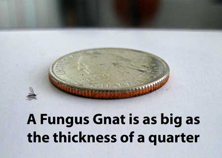 A fungus gnat next to a quarter - example of fungus gnat size