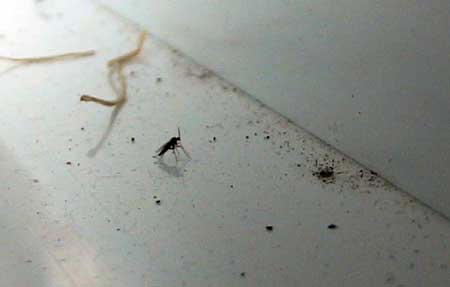 Fungus gnats appear when there's problems with air circulation, humidity, and moisture