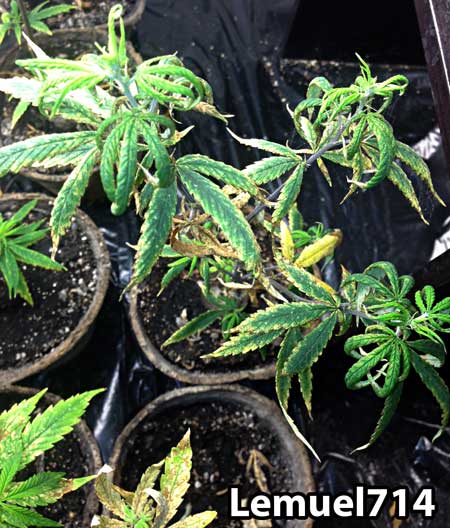 Yellowing, brown edges, curling and other cannabis leaf problems caused by fungus gnats
