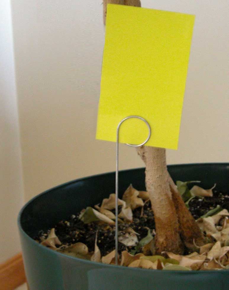 How can you get rid of fungus gnats?
