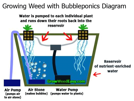Growing weed with bubbleponics