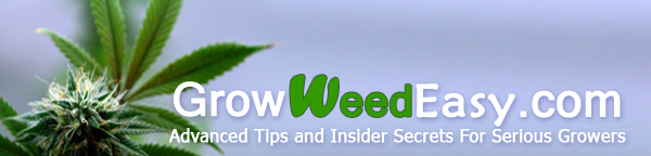 Grow Weed Easy Newsletter