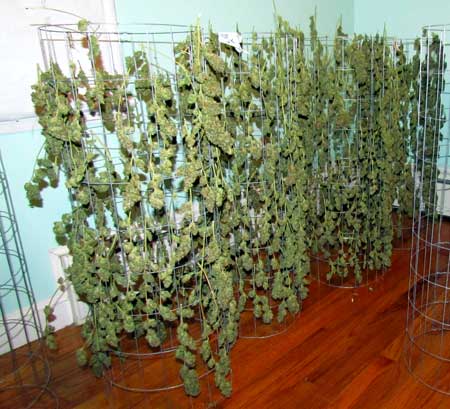 Harvest Time! Marijuana buds on drying racks