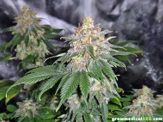 LED Buds - Ready for Harvest