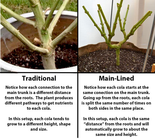 See a visual explanation of the difference between the hub / manifold of a main-lined cannabis plant vs a traditionally grown cannabis plant