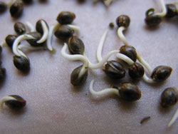 Germinating seeds