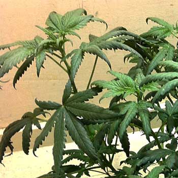 Cannabis nitrogen toxicity - "The Claw" - leaf tips are pointed down
