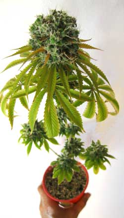 Fat, potent marijuana bud