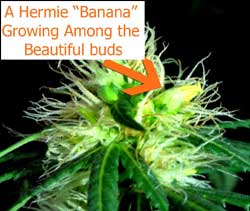 Marijuana hermie growing a yellow "banana"