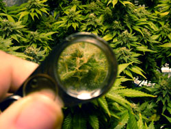 A view of marijuana trichomes through a jewler's loupe