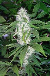 These marijuana buds are not ready harvest