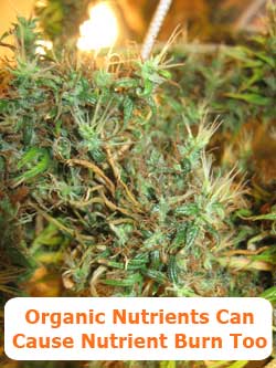 Organic nutrients like compost tea can give marijuana nutrient burn just like any other nutrients