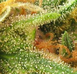 Marijuana trichomes (seen here up close) are a great indicator of exactly when to harvest