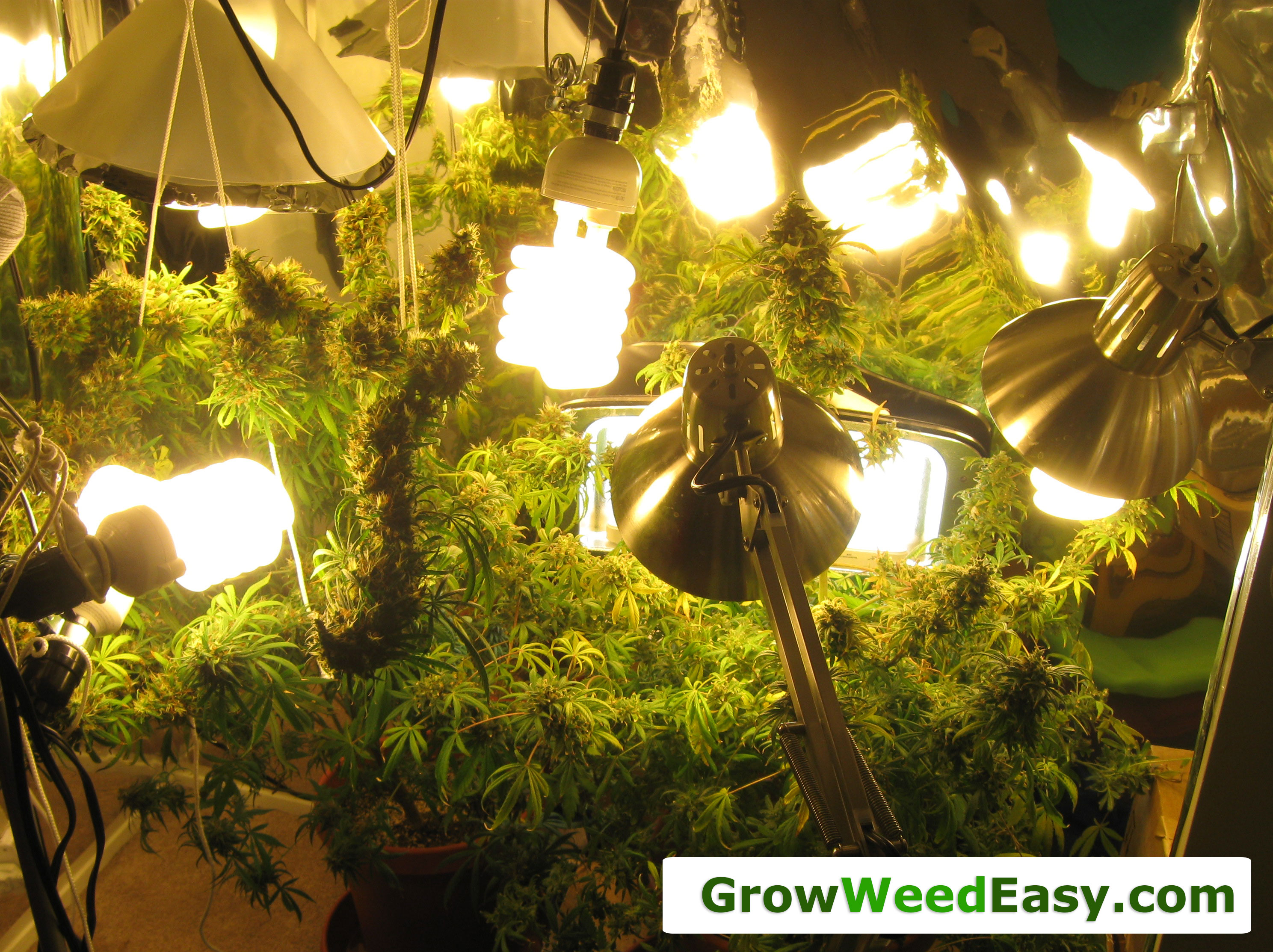 Easy Beginner Grow Cannabis Guide w/ CFL Grow Lights How to Grow