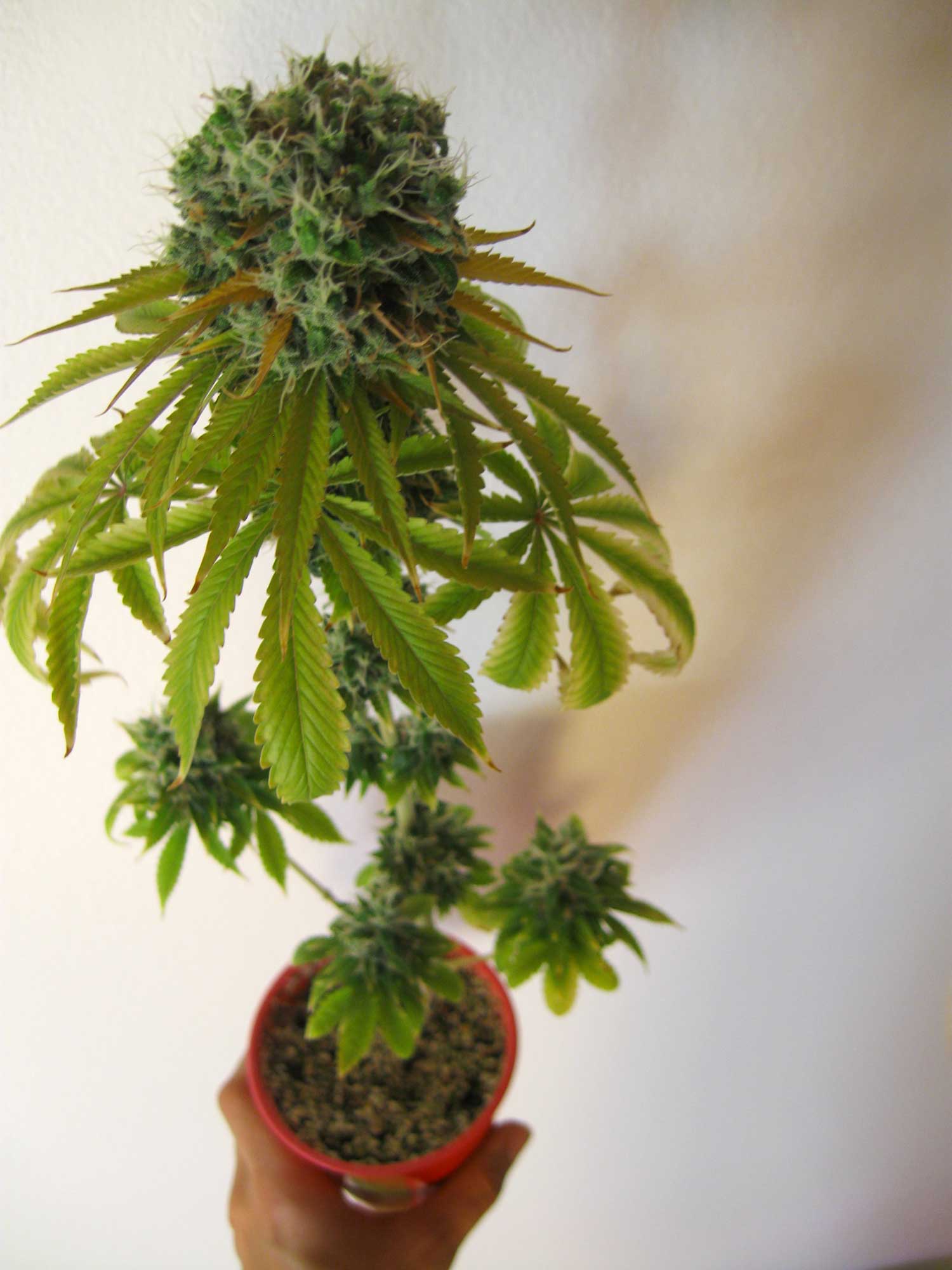How to grow a cannabis plant information