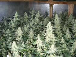 Click for closeup of marijuana buds grown indoors