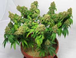Supercropped Northern Lights cannabis plant