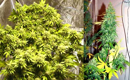 Order feminized
Aurora Indica seeds by Nirvana today!