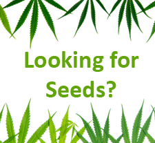 Buy Cannabis Seeds Today at Nirvana Shop!