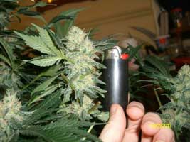 A few weeks left... these buds are not quite ready to harvest