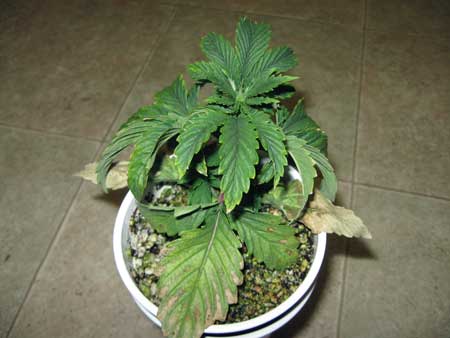 This marijuana plant has root probelms