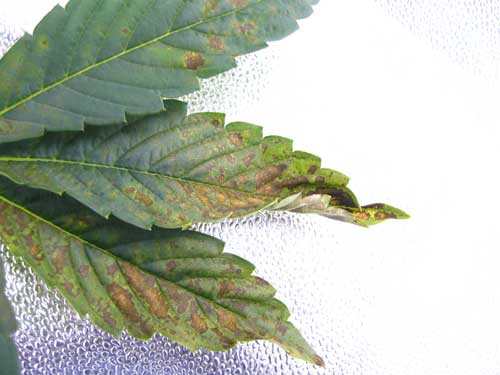 Spotting and leaf curling caused by a marijuana phosphorus deficiency