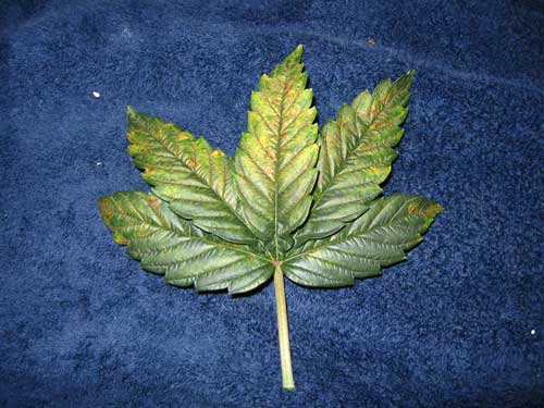 Marijuana leaf with a phosphorus deficiency