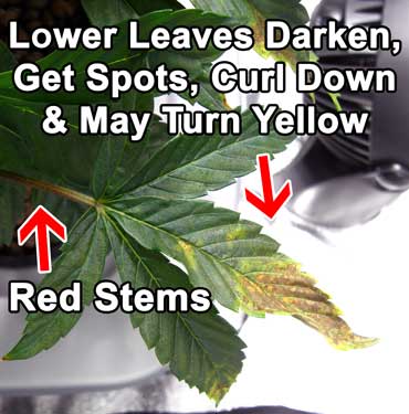 Lower leaves darken, get spots, curl down and may turn yellow. Red stems.