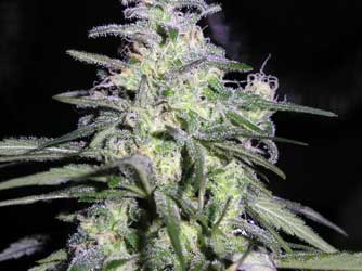 Not Ready to Harvest - Purple Marijuana Buds