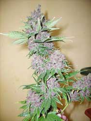 Purple buds ready for harvest