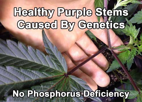 Natural purple stems can be caused by genetics - so red or purple stems does not necessarily indicate a phosphorus deficiency with some strains