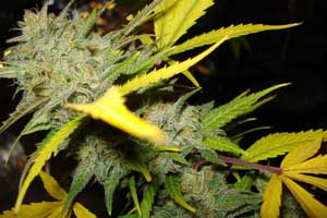 Ready to Harvest Cannabis buds